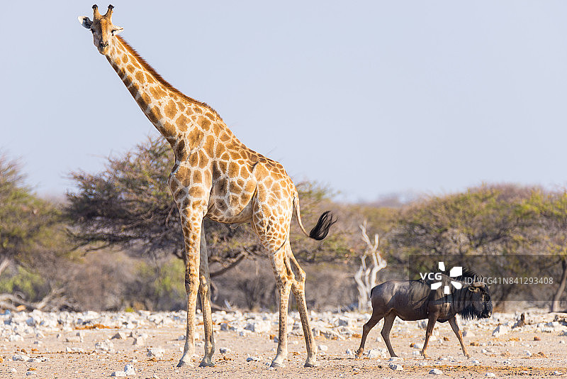 长颈鹿和蓝角马在灌木丛中行走。非洲纳米比亚著名的旅游目的地，埃托沙国家公园的野生动物狩猎之旅。图片素材