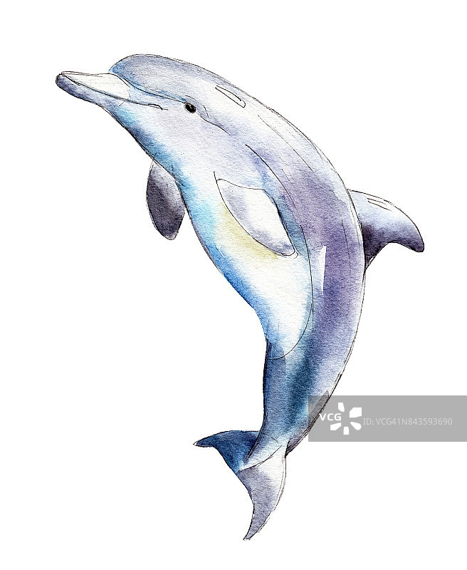 水彩海豚，手绘插图孤立在白色的背景。图片素材