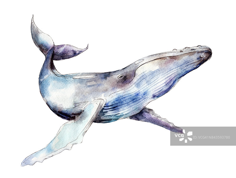 水彩鲸鱼，手绘插图孤立的白色背景。图片素材