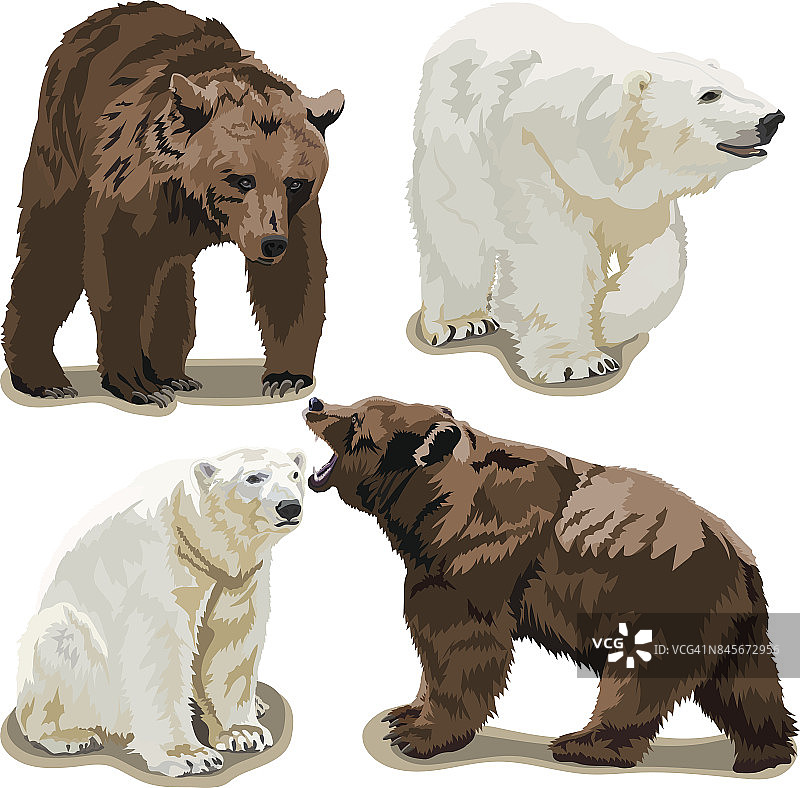 北极熊和棕熊图片素材
