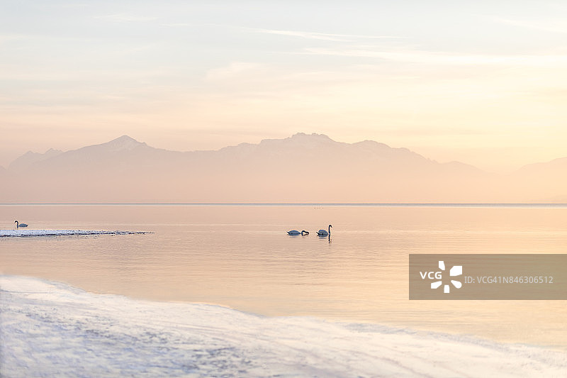 奇姆湖在冬天与天鹅的全景-奇姆湖，巴伐利亚，德国图片素材