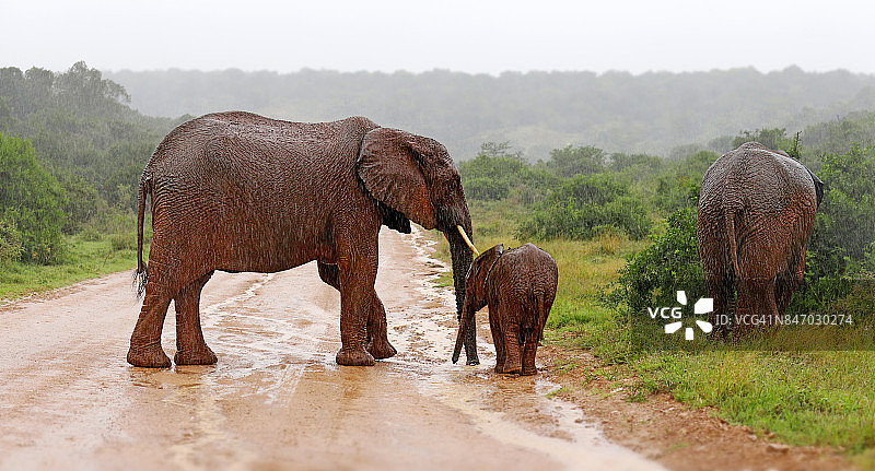 大象非洲野生动物游猎动物自然荒野雨泥图片素材