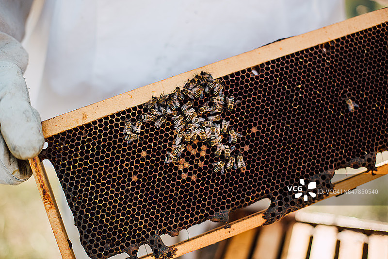 养蜂的业务图片素材