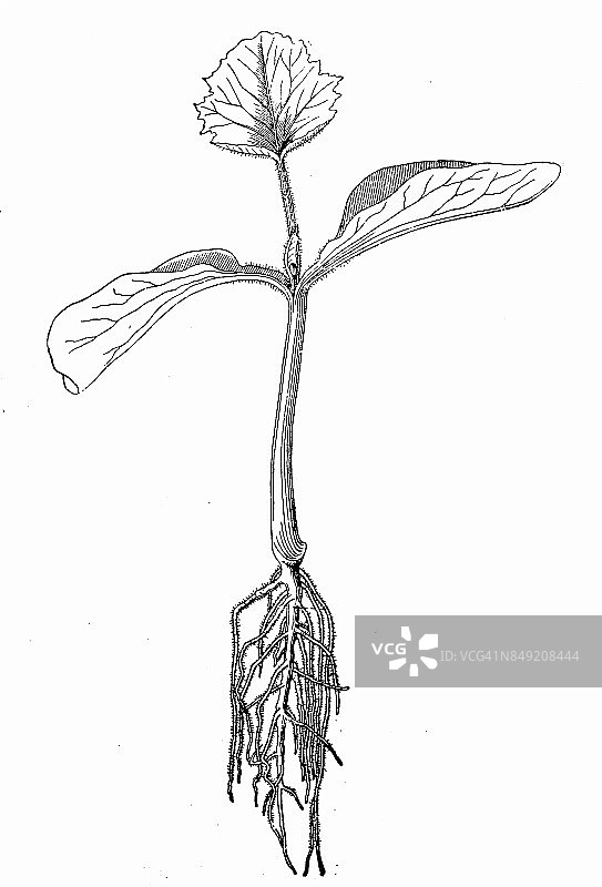 有根的小南瓜植物图片素材