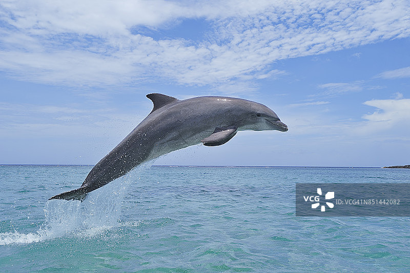 宽吻海豚(Tursiops trunccatus)在海里跳跃。图片素材