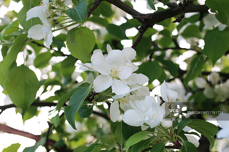 开着亮白色花的开花苹果树图片素材