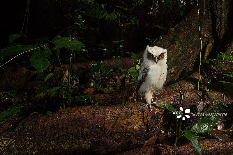 热带雨林中，可爱的小白猫头鹰夜间栖息在树枝上图片素材