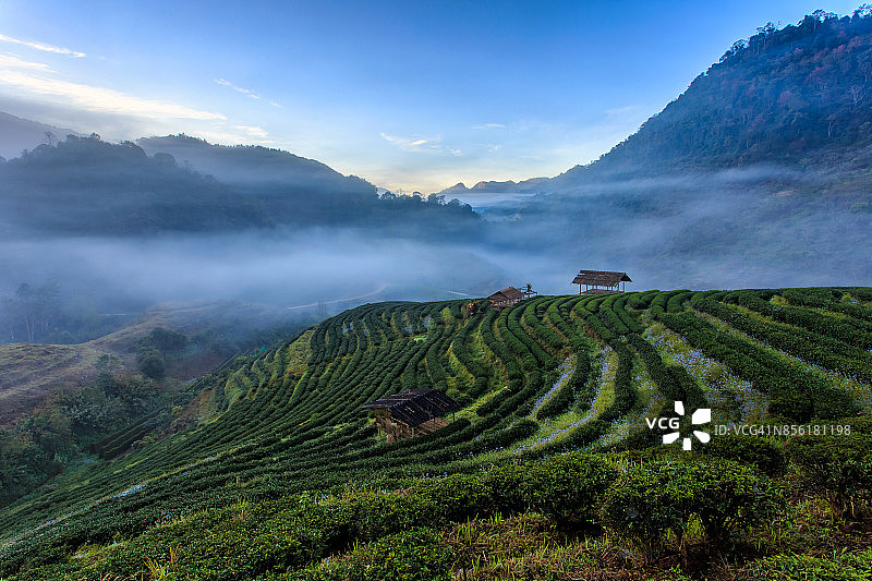 茶园风景优美，是泰国清迈著名的旅游景点图片素材