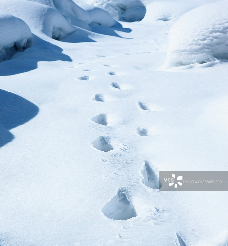 雪地上的脚印图片素材