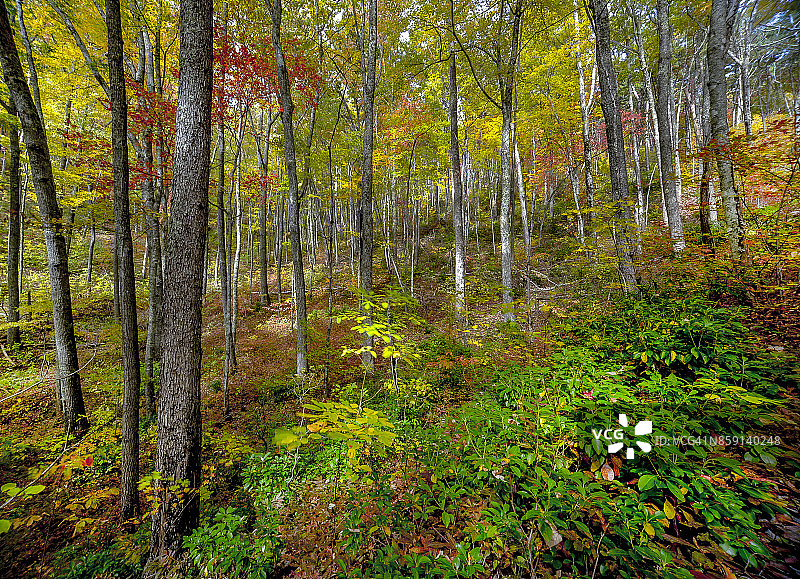 大烟山国家公园的秋色图片素材