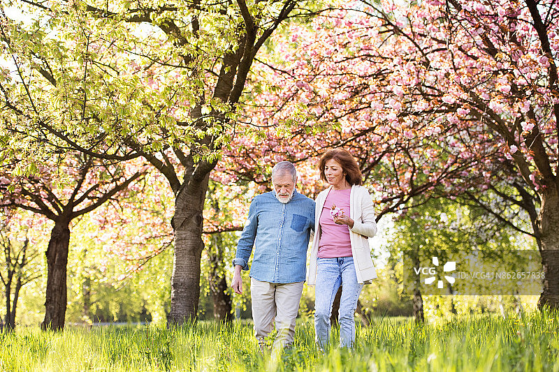 一对美丽的老年夫妇在春天的大自然中相爱。图片素材