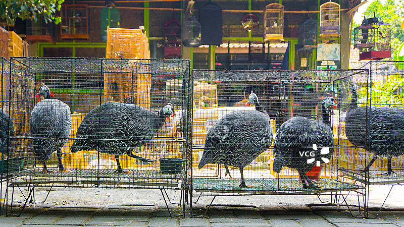 在鸟类市场的珍珠鸡。印尼图片素材