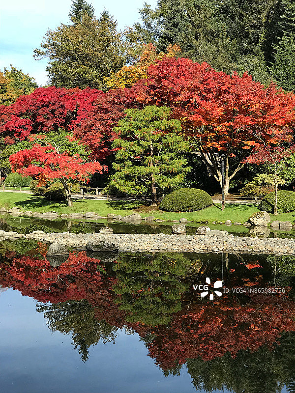 秋色，日本枫树，西雅图图片素材