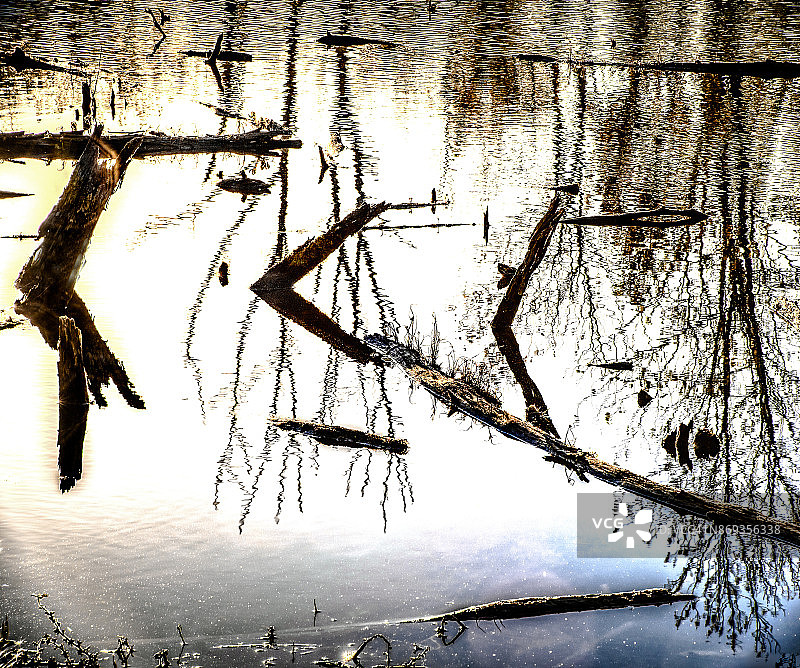 湖中浮木，具有艺术的倒影图片素材