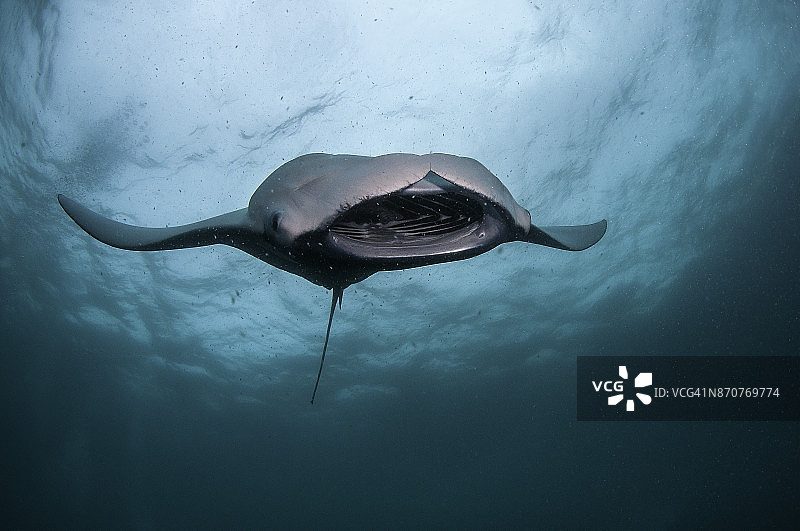 马尔代夫Baa Atoll哈尼法鲁湾，蝠鲼，或称蝠鲼，鳐在以浮游生物为食时做桶状滚动。图片素材