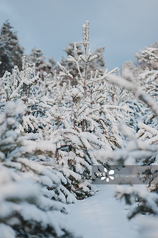 冬天森林里的树被雪覆盖图片素材
