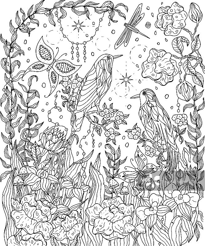 天堂鸟和花的涂色页。图片素材