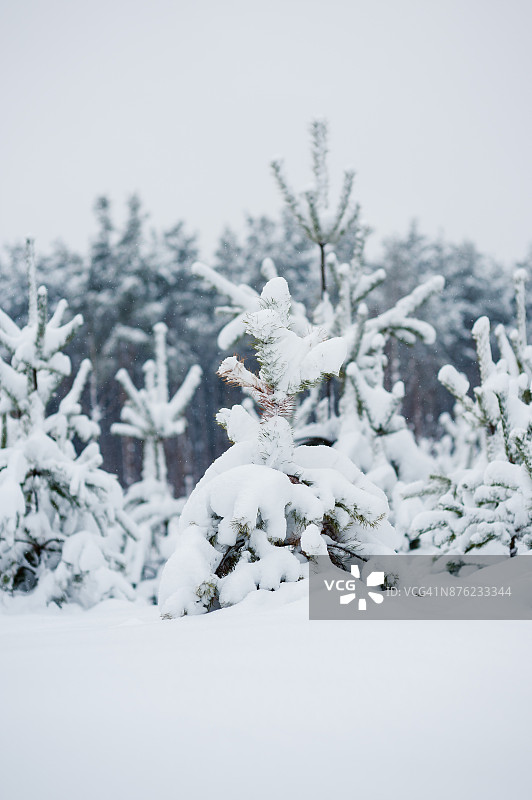 奇妙的冬日森林里白雪覆盖的大树户外拍摄图片素材