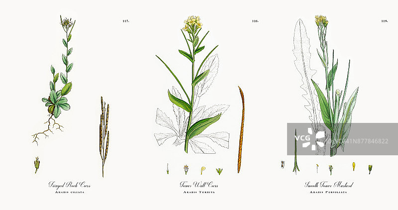 流苏石芥，阿拉伯纤毛，维多利亚植物学插图，1863年图片素材