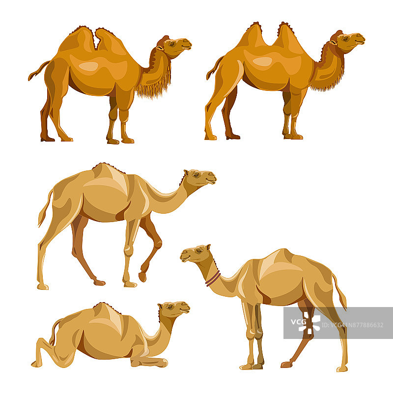 收集病媒骆驼图片素材