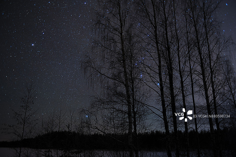 白桦树后面有星星的夜空图片素材