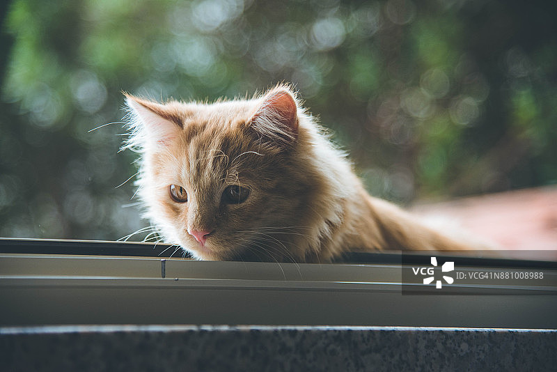 小红猫坐在窗外图片素材