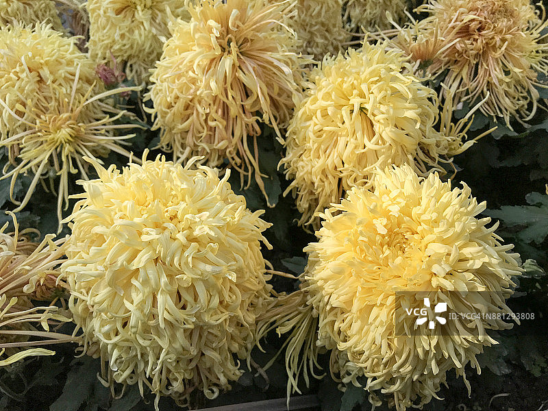 菊花在无锡锡惠公园图片素材