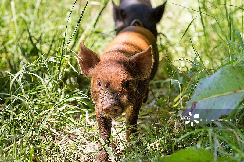 褐色小猪在自由放养农场的绿色草地上行走图片素材