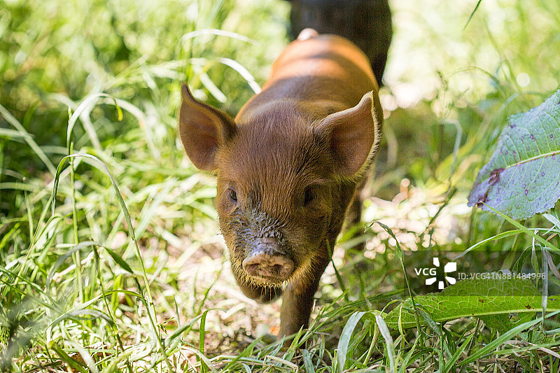 褐色小猪在自由放养农场的绿色草地上行走图片素材
