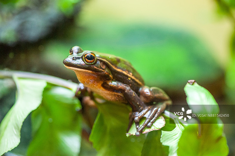 绿色和金钟蛙-新西兰图片素材