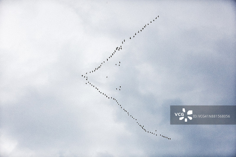 一群鸟儿在灰色的天空中飞翔。图片素材