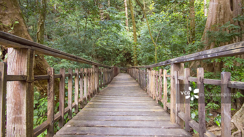 徒步穿越茂密的热带雨林图片素材