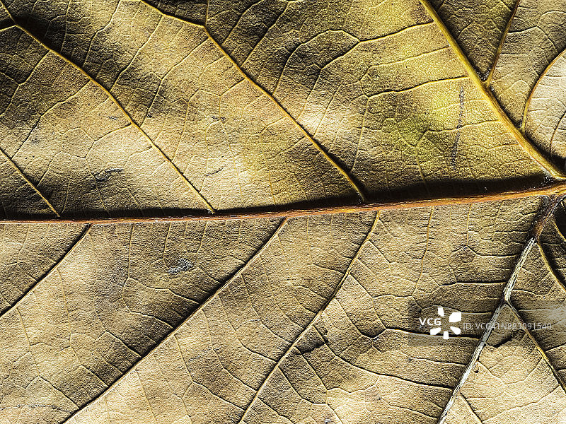 全框拍摄的干树叶，自然的图案。西班牙图片素材