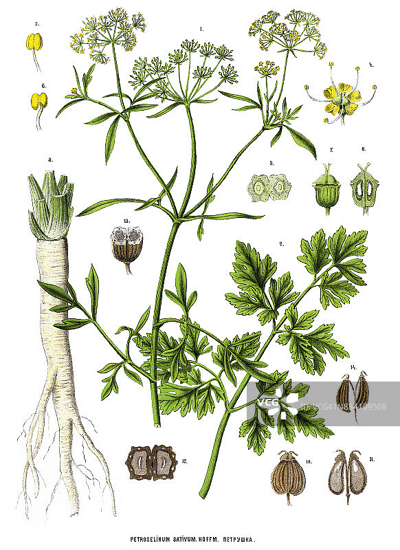 草药及药用植物图片素材