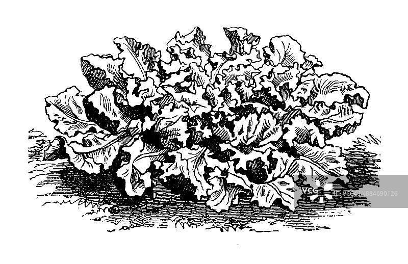 植物学、蔬菜植物古版画插图:巴塔维娅菊苣图片素材