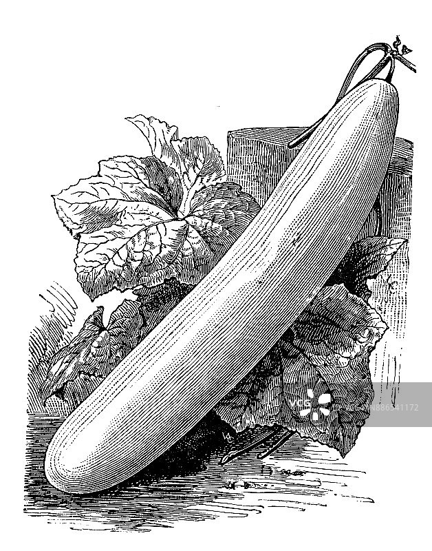 植物学蔬菜植物仿古雕刻插图:白巴黎黄瓜图片素材