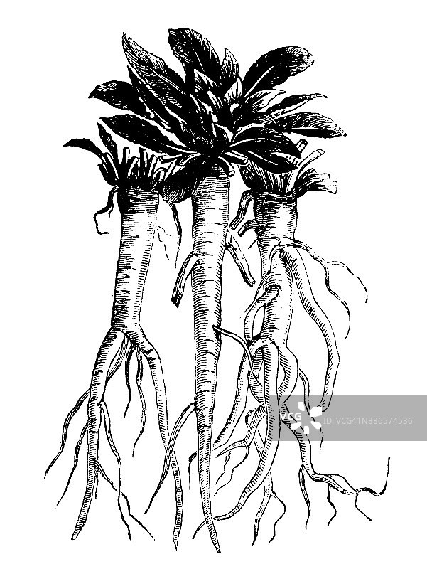 植物类蔬菜植物仿古雕刻插图:树报春花、月见草图片素材
