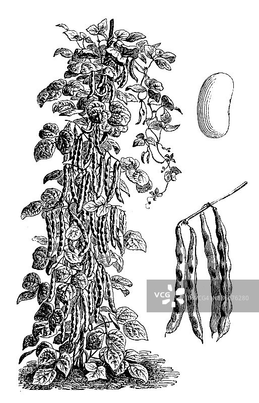 植物、蔬菜植物仿古雕刻插图:素宫豆图片素材