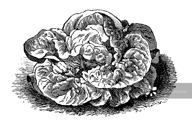 植物学、蔬菜、植物、古玩雕刻插图:无与伦比的莴苣图片素材