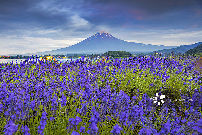 富士山和川口湖大石公园的薰衣草园图片素材