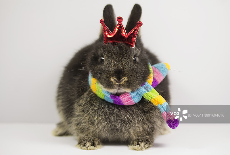 兔子国王头上戴着一顶红色的皇冠图片素材