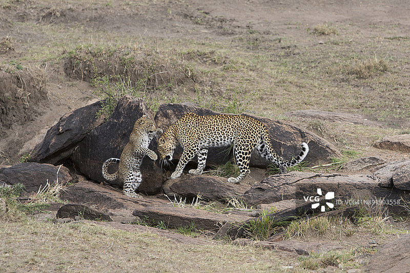 肯尼亚马赛马拉豹和幼崽。图片素材