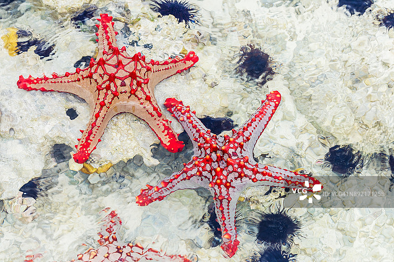 退潮时珊瑚礁上的非洲红球形海星图片素材