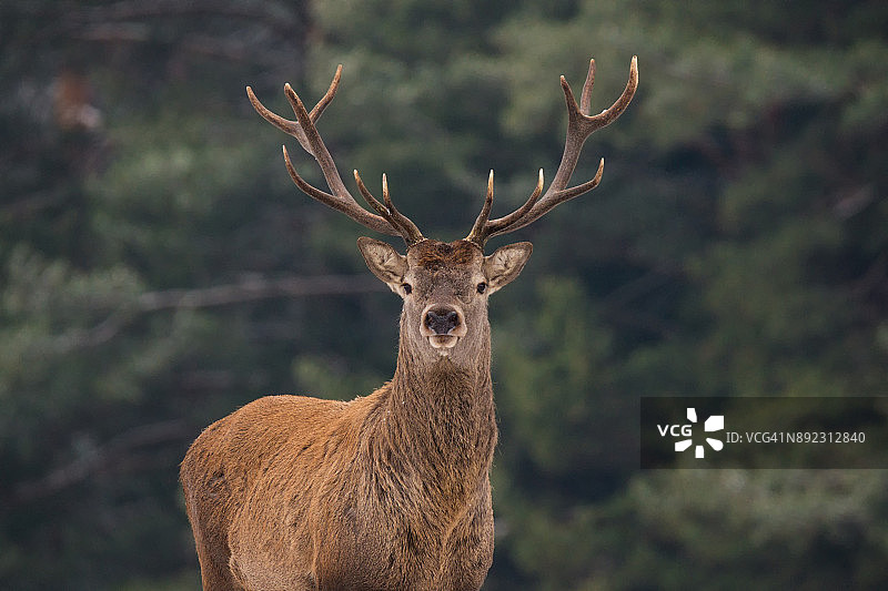 冬季森林中的高贵马鹿(鹿科)。鹿的肖像(Cervus Elaphus)。伟大的成年高贵的马鹿与大美丽的角雪地在森林背景。野生动物景观与鹿。图片素材