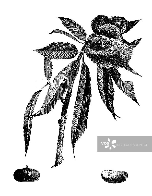 植物学植物仿古雕刻插图:板栗(甜栗)图片素材