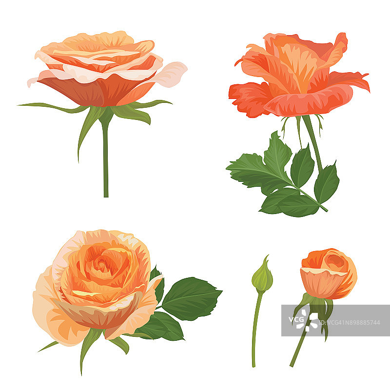 玫瑰花在橙色和叶在白色的背景。图片素材