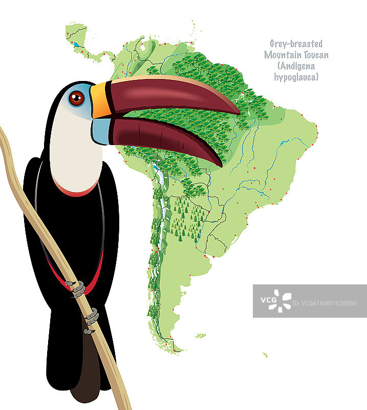 南美巨嘴鸟图片素材