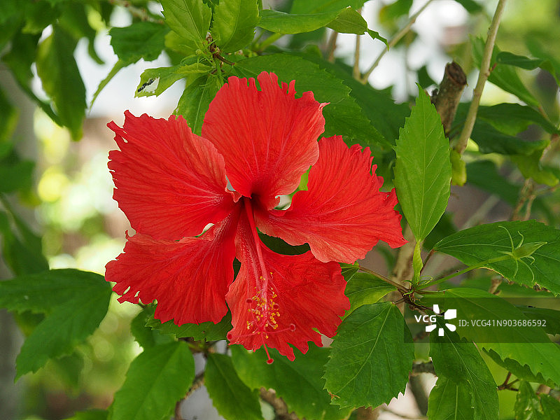 马尔代夫Thulhagiri岛的红花木槿图片素材