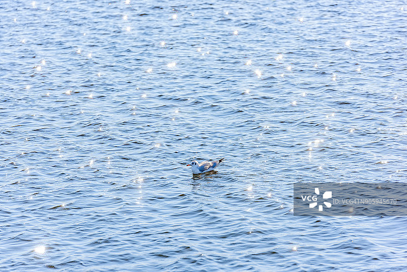 鸟在水面上图片素材