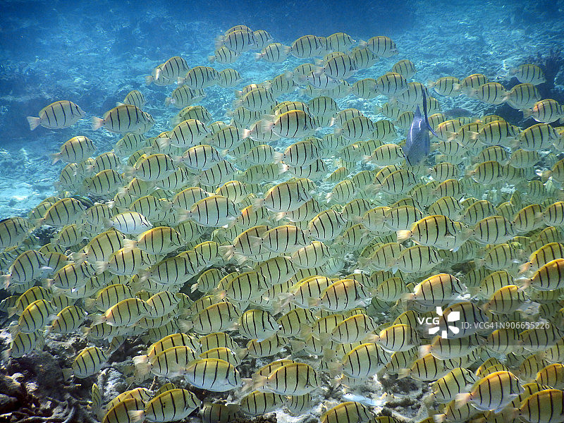 马尔代夫珊瑚礁上的黄色鱼群图片素材